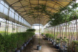 Pot 30L formé en tige de 200 cm, avec une force de 10 à 12 cm, pour une hauteur totale de 300 à 350 cm (hors pot).