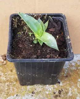 Agave de parry 'truncata selection' (Agave parryi) — jeune plant succulent dans pot carré noir · Godet