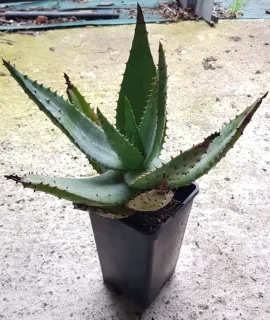 Aloès du cap (Aloe ferox) — plante succulente épineuse en pot plastique noir · Pot 2L