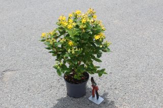 Pot 3L