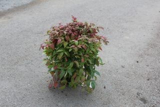 Pot 3L