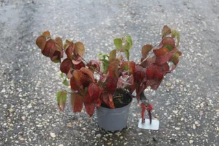 Viorne de chine 'Shasta' (Viburnum plicatum) — Pot 3L