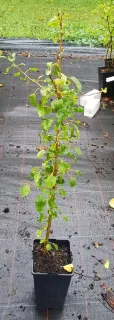 Poirier commun 'Kirchensaller' (Pyrus communis) — jeune plant tuteuré sur sol de pépinière · Pot 2L