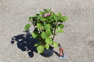 Pot 3L