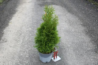 Pot 3L hauteur moyenne 40/60 cm (hors pot)