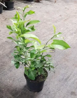 Citronnier 4 saisons (Citrus limon) — jeune arbuste vert en pot sur sol bétonné · Pot 2.5L