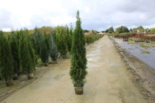 Pot 7.5L hauteur moyenne 125/150 cm (hors pot)