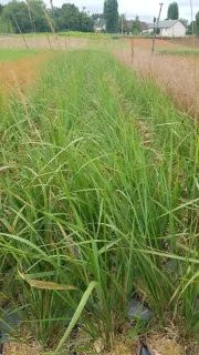 Calamagrostide 'Karl Forester' (Calamagrostis acutiflora) — touffes d’herbes dressées en rangs serrés · Pot 3L Touffe