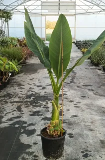 Bananier lotus d'or (Musella lasiocarpa) — grand plant tropical vert en pot de culture · Pot 25L