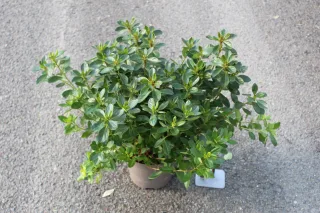 Pot 3L hauteur moyenne 30/35 cm (hors pot)