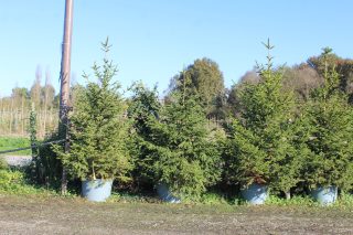 Pot 130L hauteur moyenne 250/300 cm (hors pot)