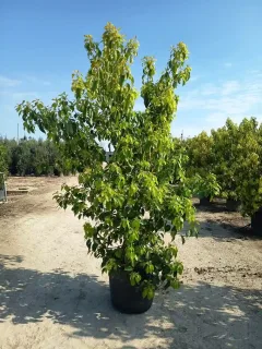 Camphrier (Cinnamomum camphora) — grand arbuste vigoureux en pot sur terrain nu · Pot 70L