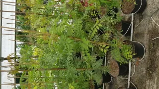 Pistachier de chine (Pistacia chinensis) — jeunes arbustes feuillus vert clair en pots alignés · Pot 6L Baliveau