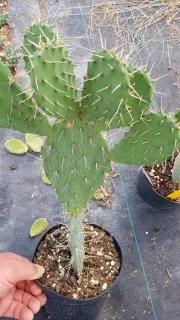 Oponce à aiguilles de feu (Opuntia phaecantha) — cactus à raquettes épineuses en pot de pépinière · Pot 2.5L