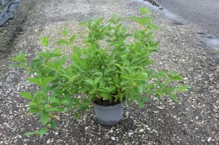 Cornouiller soyeux 'Flaviramea' (Cornus sericea) — arbuste vert touffu en pot sur gravier · Pot 7.5L