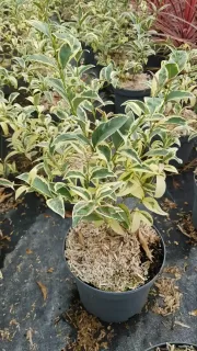 Troène du japon 'Briquinze' (Ligustrum japonicum) — jeune arbuste au feuillage panaché en pot · Pot 3L Touffe