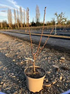 Pot 7.5L