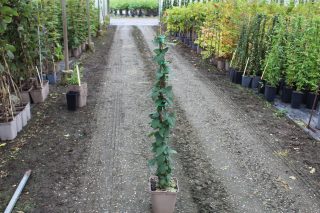 Pot 5L hauteur moyenne 40/60 cm (hors pot)