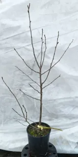Prunier brompton 'Brompton' (Prunus domestica) — jeune arbre sans feuilles sur fond plastique · Pot 2L
