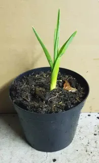 Ail d'ornement 'Silver spring' (Allium multibulbosum) — jeune plant à longues feuilles vertes en pot · Pot 1.5L