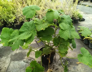 Géranium au parfum de citron (Pelargonium papilionaceum) — jeune plant feuillu en pot noir de pépinière · Pot 3L