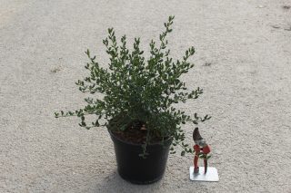 Pot 5L