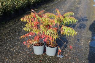 Pot 5L hauteur moyenne 60/80 cm (hors pot)