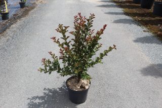 Pot 7.5L  Touffe
