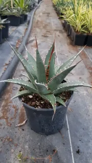 Agave (Agave kerchovei) — plante succulente acaule en pot de culture · Pot 2.5L