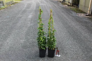 Pot 3L formé en tipi de 60 cm de hauteur (hors pot)