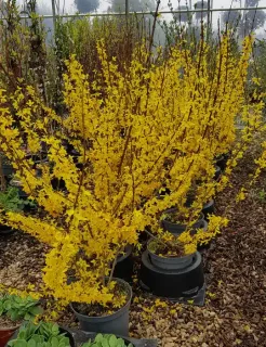 Forsythia 'Lynwood gold' (Forsythia intermedia) — arbuste aux nombreuses fleurs jaunes en pot de pépinière · Pot 8L