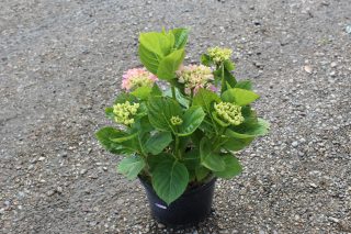 Pot 3L