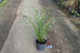 Pot 3L