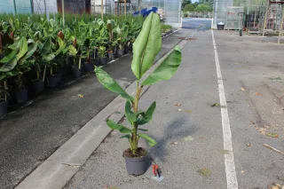 Pot 5L