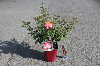 Pot 5L