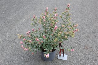 Pot 3L hauteur moyenne 40/60 cm (hors pot)