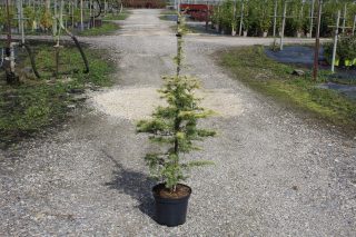 Pot 7.5L hauteur moyenne 100/125 cm (hors pot)