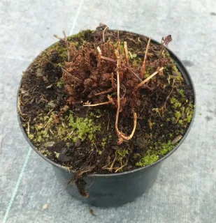 Fougère femelle (Athyrium filix-femina) — touffe sèche avec mousse dans pot noir · Pot 2.5L Touffe