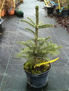 Epicéa commun (Picea abies) — jeune conifère en pot sur sol de pépinière · Pot 2.5L