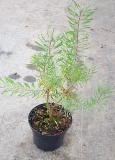 Leucadendron de galpin 'Purple haze' (Leucadendron galpinii) — jeune arbuste vert élancé en pot noir · Pot 2.5L Touffe