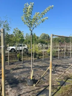 Pot 30L formé en tige de 200 cm, avec une force de 12 à 14 cm, pour une hauteur totale de 200 à 300 cm (hors pot)