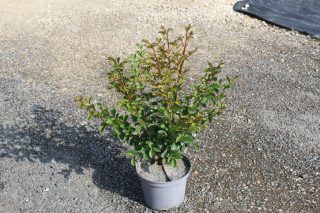 Pot 3L