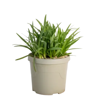 Pot 3.5L
