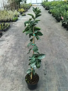 Tangor japonais (Citrus) — jeune arbre fruitier tuteuré en pot de pépinière · Pot 8L Baliveau