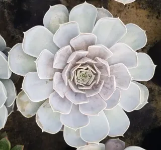 Echeveria 'Lila china' — rosette de succulente aux feuilles épaisses pâles · Pot 2.5L