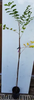 Pacanier aquatique (Carya aquatica) — jeune arbuste tuteuré aux feuilles clairsemées · Pot 3L Baliveau