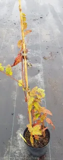 Ronce paniculée (Rubus paniculatus) — jeune tige palissée avec quelques feuilles jaunies · Pot 2.5L