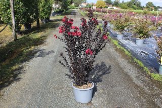 Pot 15L Touffe