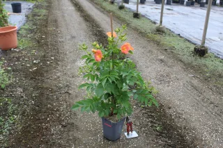 Bignone à grandes fleurs (Campsis grandiflora) — jeune plant fleuri en pot sur allée gravillonnée · Pot 3L