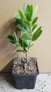 Arbousier Atlantic (Arbutus unedo) — jeune plant feuillu dans pot de pépinière · Godet